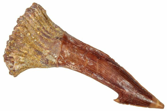 Fossil Sawfish (Onchopristis) Rostral Barb - Morocco #322852